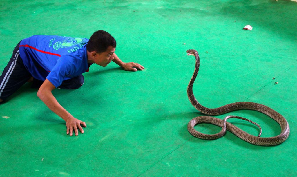 Змеиное шоу в Паттайе, Таиланд