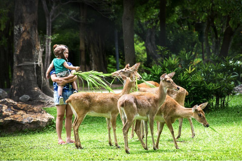 Фото зоопарка Као Кео в Паттайе
