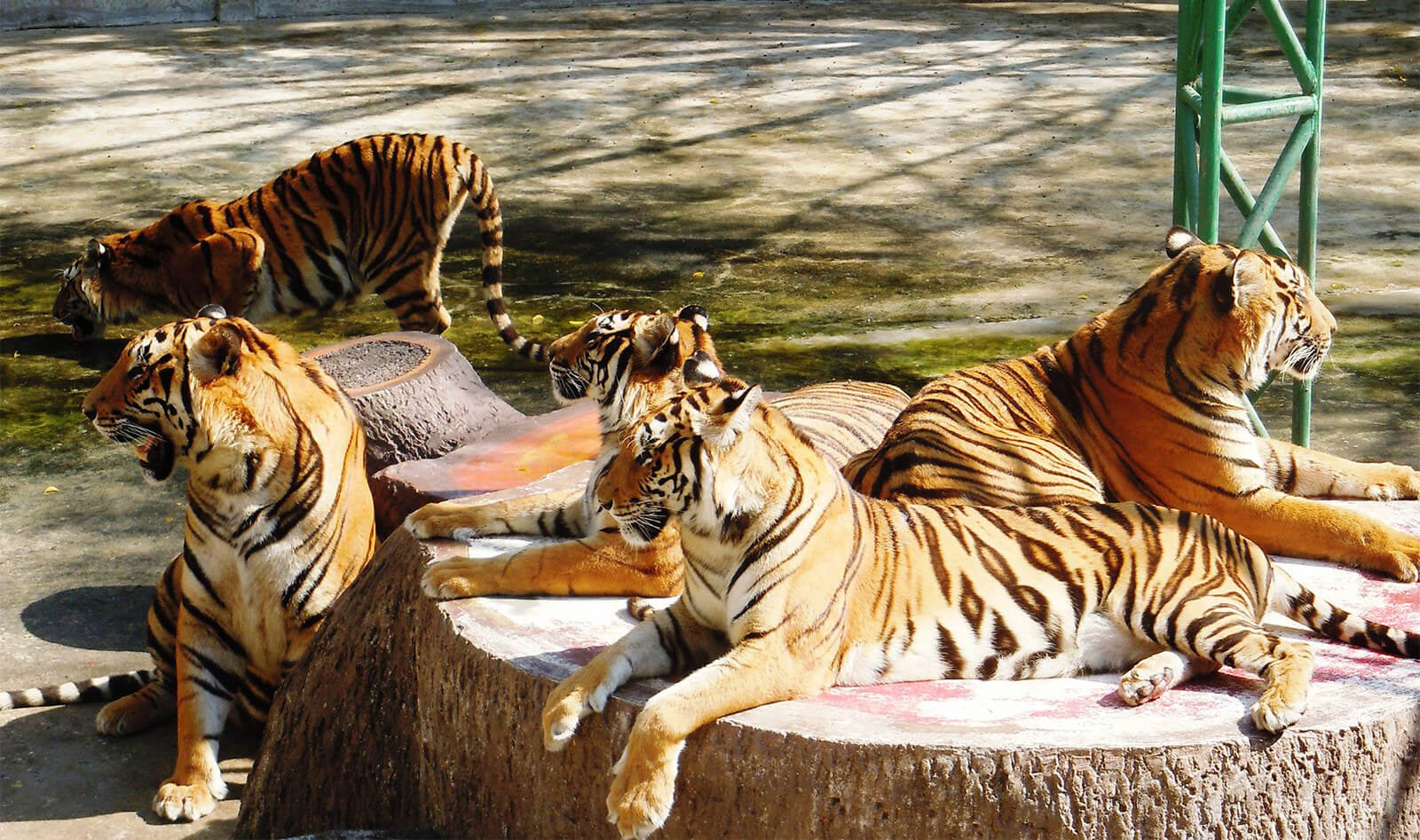 Sri Racha Tiger Zoo Photo