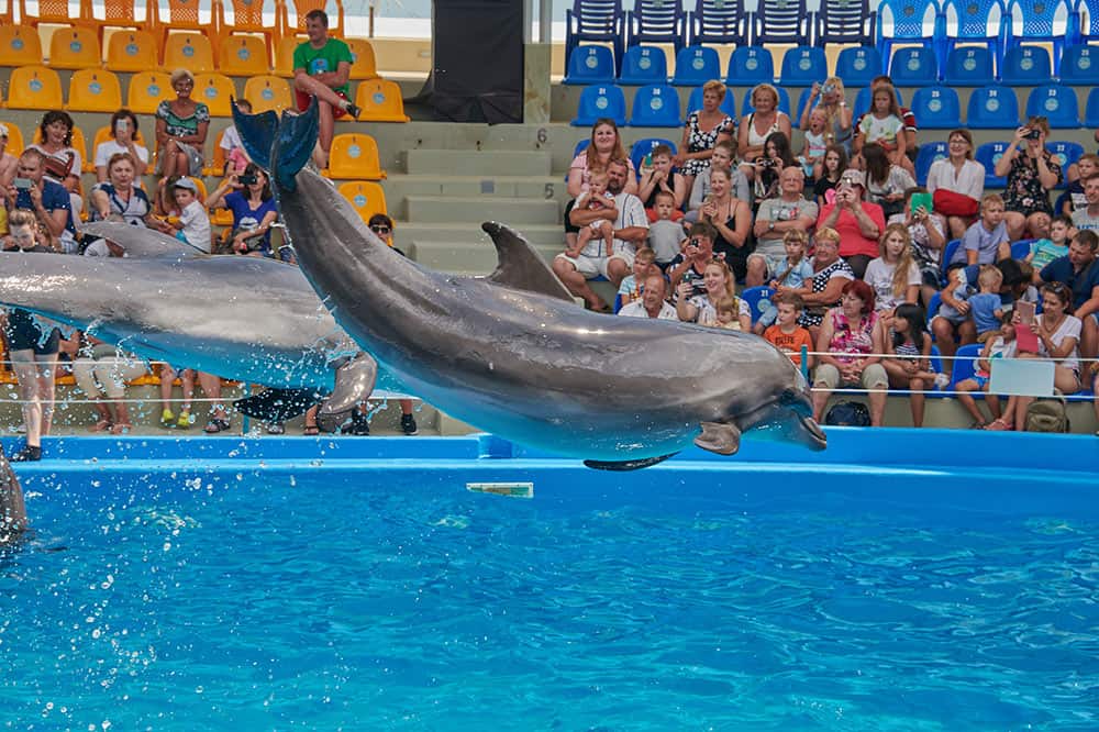 Новый Дельфинарий в Паттайе